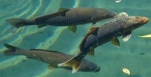 免费饵料钓青鱼？这招太绝了！