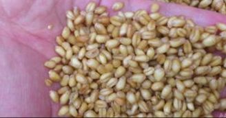 家里怎么做小窝钓鱼饵料，自制饵料的终极指南