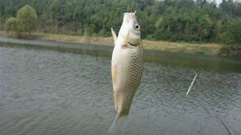 钓鱼池撒鱼饵料的正确方法，视频教程指南