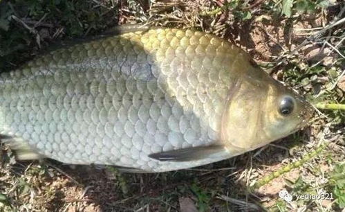 鱼钓饵料怎么甩杆最好用,掌握这5个技巧,鱼获翻倍