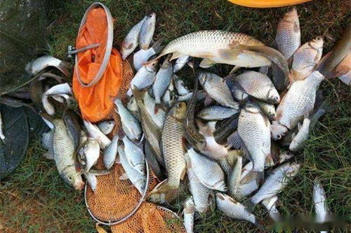 野钓高手必看，红虫饵料的正确使用方法