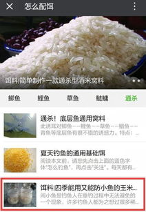 海竿钓鱼饵料装视频，专业技巧与实战秘籍