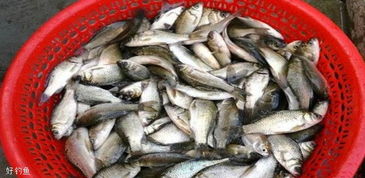 螺蛳制作钓鱼饵料的秘籍，从选料到实战应用