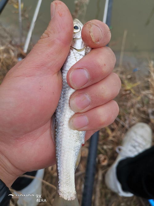 铅与钩的完美搭配，钓鱼饵料选择与应用指南