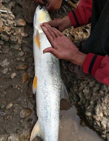 水怪鱼饵料钓鱼技巧全解析，从新手到高手的实用指南