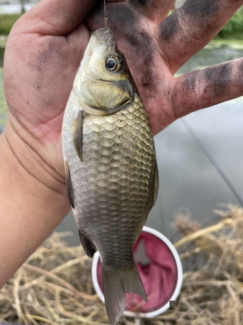 田螺秘制钓鱼饵料黄金比例配方，手竿野钓鲤鲫鲫的终极选择！
