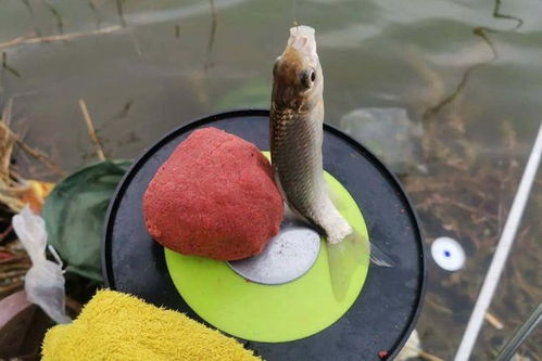 冬天钓鱼饵料味型大揭秘，让鱼儿主动上钩的实战技巧