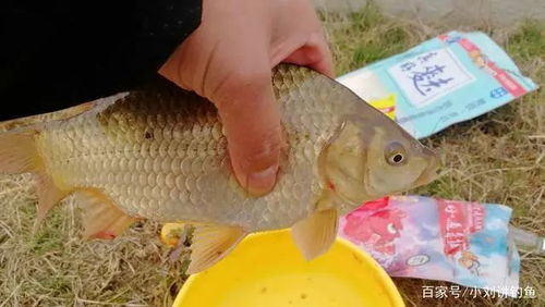 大头鬼钓鱼饵料配方，一步步教你自制高效诱饵