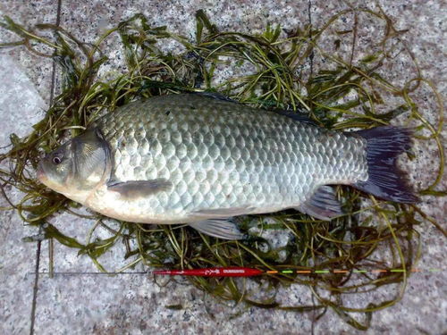 枸杞配钓鱼饵料的黄金搭档，自然诱鱼的秘籍