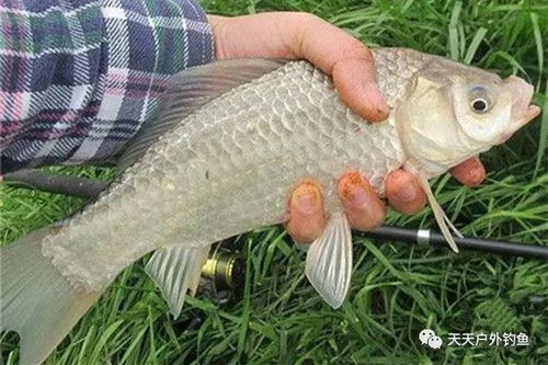 手竿钓鱼饵料搭配秘籍，让鱼儿主动上钩的秘诀