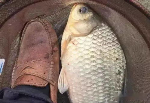 新手必看，从零开始掌握钓鱼饵料使用全攻略