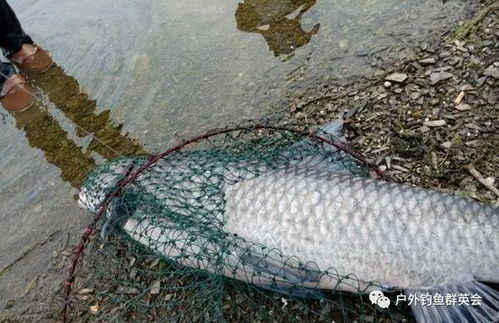 钓鱼饵料蛋糕，让美味与诱鱼效果兼得