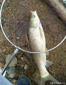 钓大鱼不用贵饵料，这招让鱼上钩更疯！