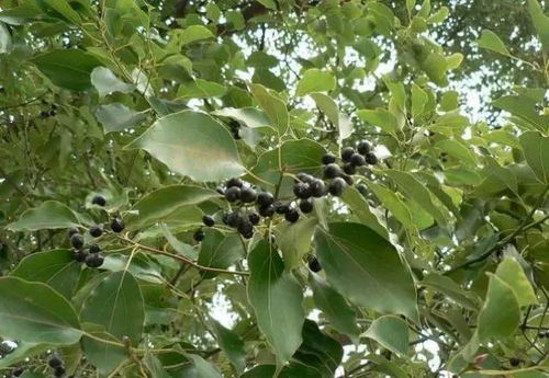 香樟树果子,钓鱼高手的秘密武器