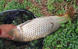 至尊鲤钓鱼饵料使用方法图解,一步步教你如何钓鱼