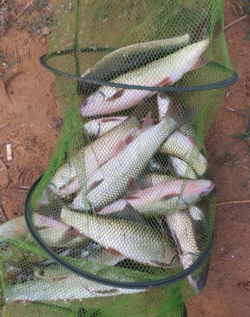 独钓者的饵料搭配秘籍，如何选择和组合钓鱼饵料
