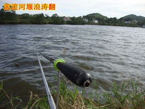 牛栏江钓鱼饵料怎么样？深度解析与实战推荐