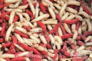 冬天怎么拌钓鱼饵料最好拉