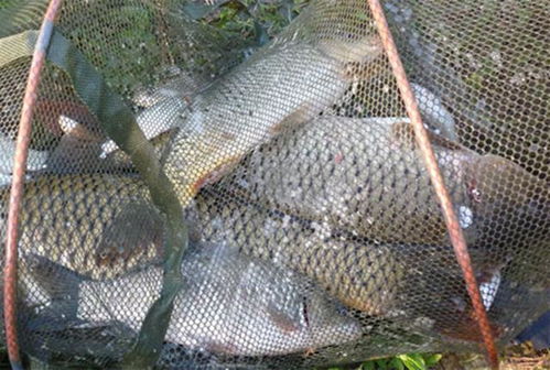 野钓秘籍,天然饵料的使用全攻略 野钓秘籍,天然饵料的使用全攻略