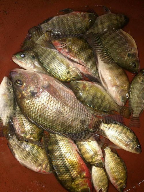 黑坑钓鱼,选对鱼竿和饵料,事半功倍! 黑坑钓鱼,选对鱼竿和饵料,事半功倍!