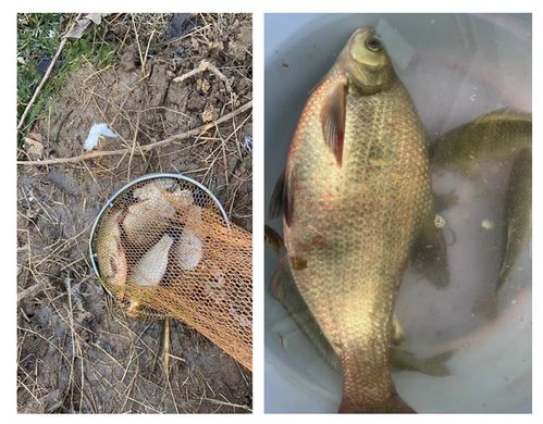 钓鱼饵料金砖秘制配方,黄金比例打造诱鱼利器,轻松钓获大鱼! 钓鱼饵料金砖秘制配方,黄金比例打造诱鱼利器,轻松钓获大鱼!