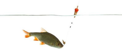 鱼雷饵料，钓鱼高手的秘密武器