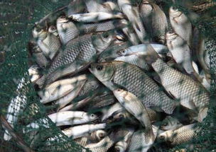 自制蓬松钓鱼饵料,让鱼儿更上钩的秘诀 自制蓬松钓鱼饵料,让鱼儿更上钩的秘诀