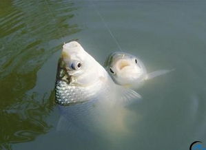 手竿钓海鱼饵料全攻略,从入门到精通 手竿钓海鱼饵料全攻略,从入门到精通