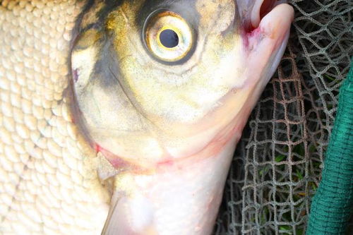 野钓罗非鱼饵料使用全攻略 野钓罗非鱼饵料使用全攻略