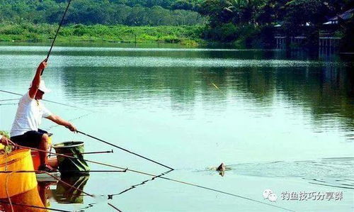 钓鱼饵料为何像铅皮?原因与解决方法 钓鱼饵料为何像铅皮?原因与解决方法