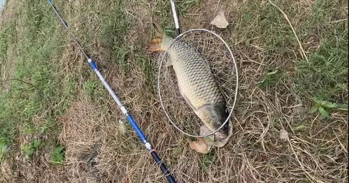 秘制玉米饵料,自制钓鱼神器,三天上钩! 秘制玉米饵料,自制钓鱼神器,三天上钩!