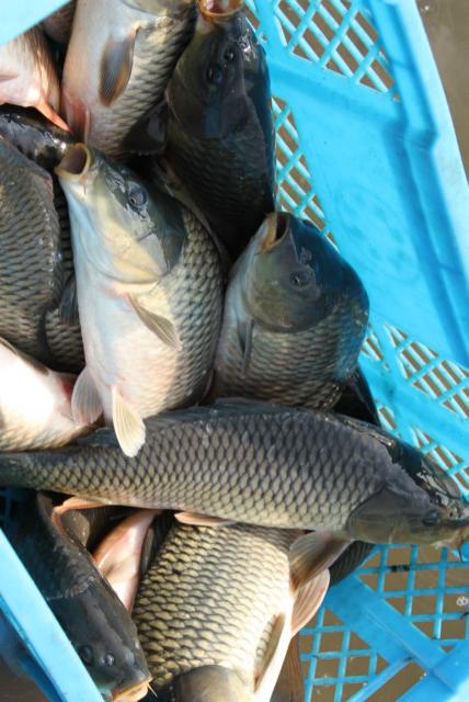 钓鱼高手必看,如何挑选完美的鱼杆和饵料 钓鱼高手必看,如何挑选完美的鱼杆和饵料