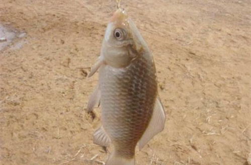 用假鱼作饵,钓上大鱼的秘密 用假鱼作饵,钓上大鱼的秘密