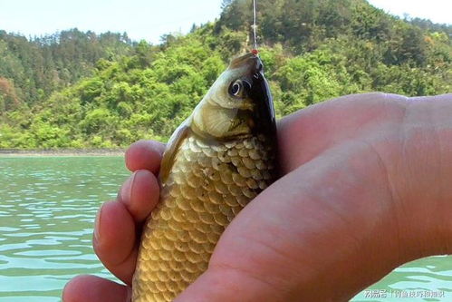 钓鱼饵料气味大怎么办？5种实用解决方案助你提升钓获