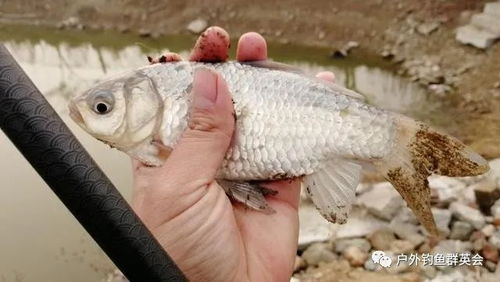 创佳钓鱼饵料调配秘籍,提升你的垂钓成功率 创佳钓鱼饵料调配秘籍,提升你的垂钓成功率