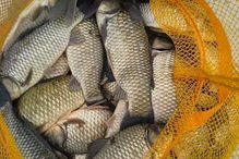 钓鱼饵料蜜蜂使用指南,如何有效吸引鱼类 钓鱼饵料蜜蜂使用指南,如何有效吸引鱼类