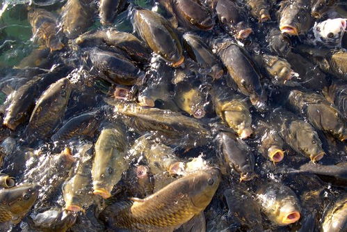 钓鱼饵料的科学测评,从实验室到鱼塘的真相 钓鱼饵料的科学测评,从实验室到鱼塘的真相