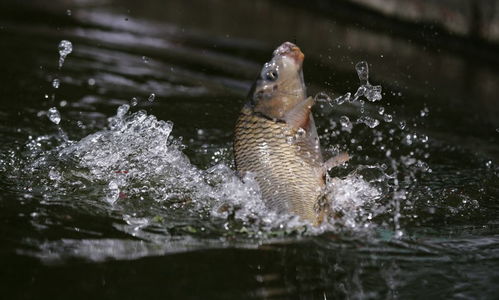 钓鱼饵料加红牛,提升诱鱼效果的秘密武器? 钓鱼饵料加红牛,提升诱鱼效果的秘密武器?