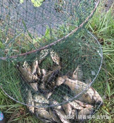 鱼塘钓鱼饵料散炮怎么开?掌握这5个技巧让鱼儿疯狂咬钩! 鱼塘钓鱼饵料散炮怎么开?掌握这5个技巧让鱼儿疯狂咬钩!