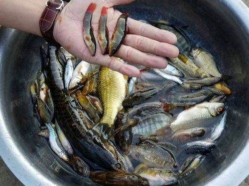 自制大虾饵料,钓鱼高手的秘密武器 自制大虾饵料,钓鱼高手的秘密武器