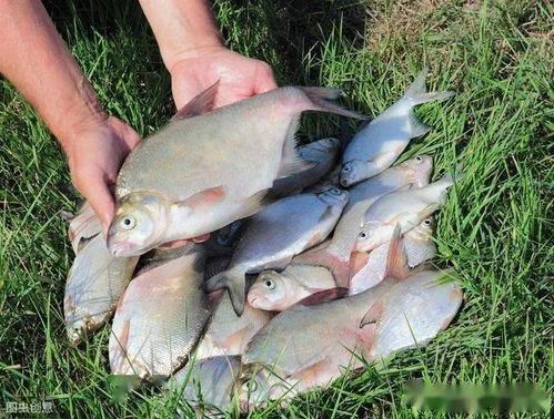不打窝也能钓大鱼!教你自制天然饵料,轻松上钩! 不打窝也能钓大鱼!教你自制天然饵料,轻松上钩!