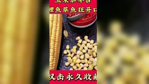 钓鱼饵料黑马怎么用的啊?钓鱼人必看的终极指南! 钓鱼饵料黑马怎么用的啊?钓鱼人必看的终极指南!