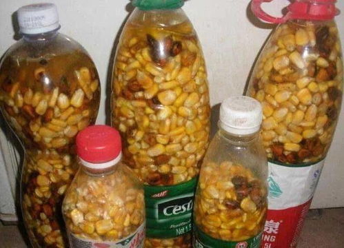 臭玉米钓鱼饵料秘方,自制实战配方,三天见效! 臭玉米钓鱼饵料秘方,自制实战配方,三天见效!