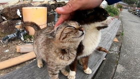 白猫黑猫钓鱼饵料大比拼,哪种更适合你的钓点? 白猫黑猫钓鱼饵料大比拼,哪种更适合你的钓点?