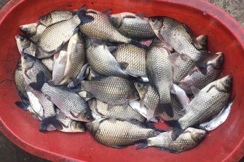 海竿钓鱼饵料调配秘籍,让鱼儿疯狂咬钩的秘诀 海竿钓鱼饵料调配秘籍,让鱼儿疯狂咬钩的秘诀