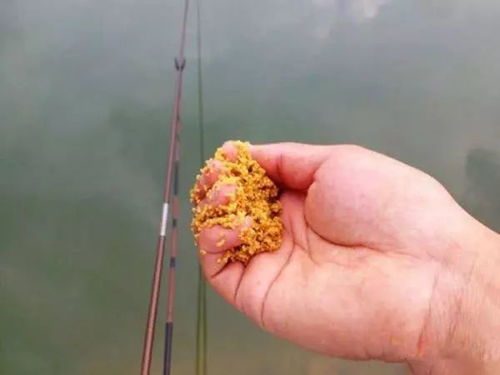 钓鱼饵料黑金怎么用?这份详细教程让你轻松上鱼! 钓鱼饵料黑金怎么用?这份详细教程让你轻松上鱼!