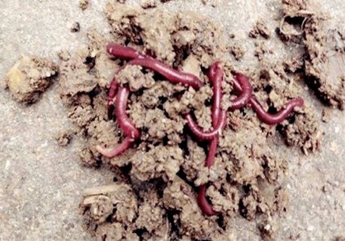 蚯蚓钓鱼秘籍,从新手到高手的饵料使用指南 蚯蚓钓鱼秘籍,从新手到高手的饵料使用指南