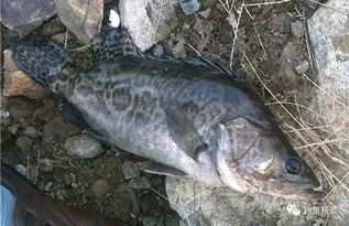 钓鱼饵料怎么扔不脱钩呢?钓鱼高手的饵料选择与抛投秘籍 钓鱼饵料怎么扔不脱钩呢?钓鱼高手的饵料选择与抛投秘籍