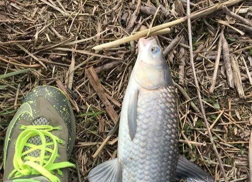 钓鱼饵料加满了怎么办? 钓鱼饵料加满了怎么办?