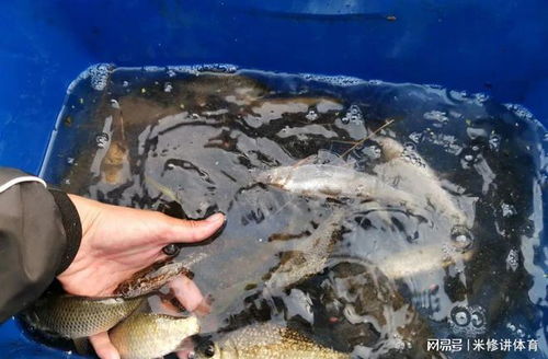 海边钓鱼饵料配制全攻略,如何让鱼儿上钩的秘密武器 海边钓鱼饵料配制全攻略,如何让鱼儿上钩的秘密武器